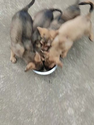 #狗狗 #宠物知识 #养狗经验分享 #养狗的乐趣 #狗狗🐶