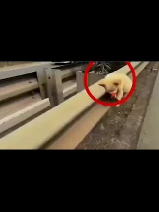 #狗是人类最忠诚的朋友请善待它