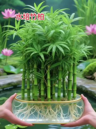 水培驱蚊竹柏#水培竹柏 #室内绿植 #清新小美好#水培植物 #花卉绿植