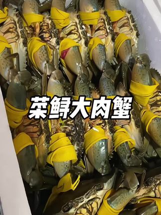 福建菜鲟青蟹大肉蟹#霞浦美食 #菜鲟 #食材新鲜才是硬道理#快来一起尝个鲜