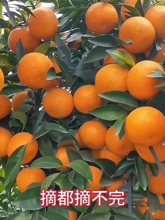 #无核沃柑树苗 嫁接苗,基地现挖现发…无籽无核,皮薄汁水多,非常好吃…南北方均可种植,盆栽地栽都可以种……#无核沃柑 #沃柑树苗 #优质种苗 #果树苗