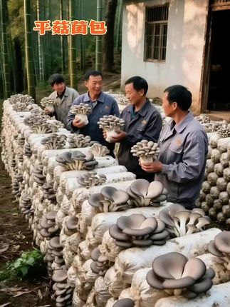 蘑菇菌包,拍一发三#食用菌 #食用菌栽培 #种蘑菇 #平菇种植 #食用菌产业
