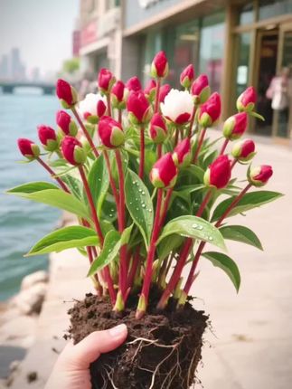 芍药花盆栽养一次年年有花看花期很长#爱生活爱养花 #养花知识 #养花小妙招 #漂亮的玫瑰 #花卉绿植养花