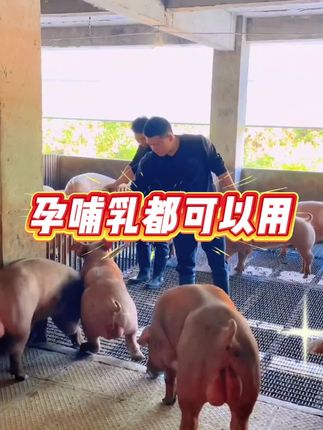 #养猪人加油干 #养猪人 #养猪 #所有养猪人 #养猪人不容易
