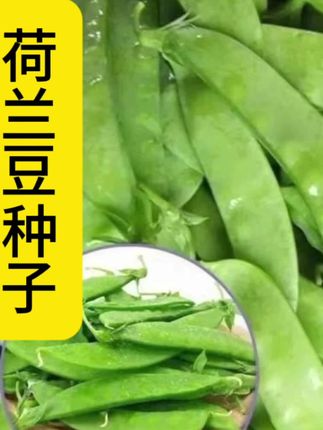 #上热门 【不搭架双花双荚荷兰豆种子】吃荚菜豌豆高产耐寒秋冬蔬菜种子早熟#荷兰豆