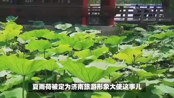 从《还珠格格》到济南旅游:夏雨荷形象大使的流量密码