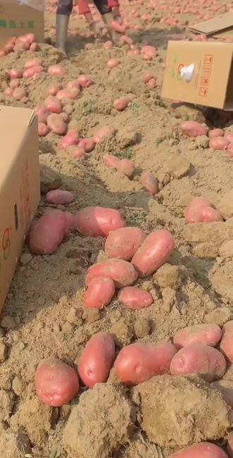 云南高山红皮黄心土豆,粉糯香甜,拿来烤着吃、蒸着吃、炒菜吃,怎么做都好吃#土豆 #云南美食 #红皮土豆 #洋芋 #一代人有一代人的味道