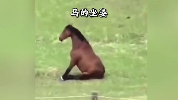 马的雷霆坐姿有什么讲究吗#马的坐姿