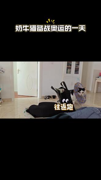 高精力男生的一天#萌宠日常记录 #奶牛猫 #被逼疯的家长 #养宠物哪有不疯的