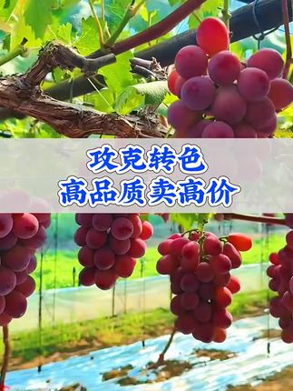 妮娜皇后转色难题,攻克就用它#妮娜转色#转色肥#