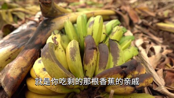 香蕉树只结一次果,变身千元地毯 乌干达香蕉茎做成假发、地毯,手工一个月卖三千五,你愿意买吗? #香蕉纤维 #香蕉地毯