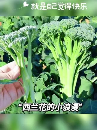 #三农种植 #蔬菜种子 #种菜 #西兰苔 #三农