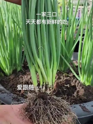 香葱种子,发芽率高特别肯长,现在可以种了!