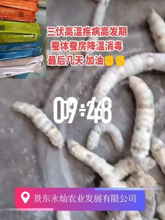 #服务三农支持三农 #种桑养蚕#蚕病防治 #清凉蚕宝宝医院#纳米游离子碘