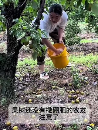 #颗粒硼 #果树种植 #农资肥料