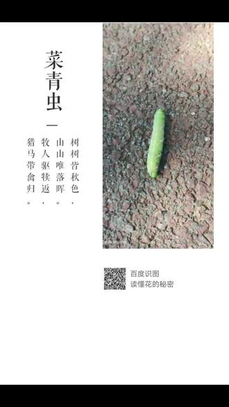 让这只虫形象的给你诠释一下东北话蛄蛹“蛄蛹”