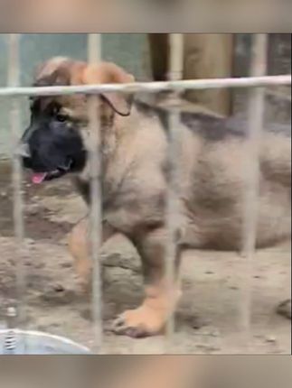 希望的种子在成长 #东德牧羊犬 #启程东德