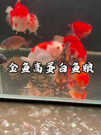 想要金鱼发色好,一定要选对鱼粮,这款高蛋白鱼粮能促进金鱼发色,营养价值高#鱼粮