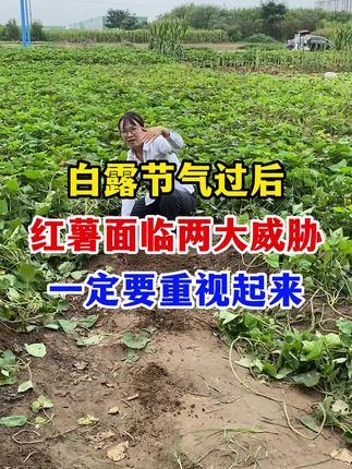 白露节气过后红薯面临两大威胁,一定要重视起来#红薯种植#红薯管理#红薯施肥#红薯高产#红薯大丰收