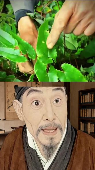 仙灵脾 山中遇到仙灵脾,莫当垃圾来丢弃。仙灵脾又叫yin羊藿,你认识它吗?#大自然的馈赠 #一花一草一世界 #科普 #识百草中药材 #植物科普