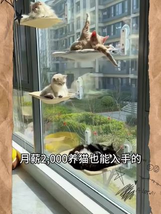 #可爱萌宠 #养宠人的治愈谁懂啊 #猫咪吊床 #猫窝