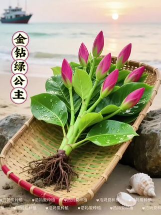 把金钻绿公主水培在家,就像把一整片小森林的清新,稳稳“搬”进了生活里✨, ,油亮亮的叶片,像裹了层天然蜡膜,在清水里舒展着筋骨,根须在玻璃瓶里悄悄“探险”蔓延。不用操心土壤那套繁琐,就看这抹浓绿,在光影里轻轻晃,连空气都沾了湿润的清新气~, ,往书桌角落一摆,窗台边、餐桌旁随便一放,清清爽爽自带简约高级感,家里时刻都漾着舒服的绿意,妥妥把四季常绿的生机,焊在生活里啦🌿, ,#爱生活爱养花 #室内植物 #水培绿植 #金钻绿公主 #懒人养花首选.