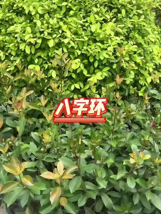 #八字环 #八字环推荐