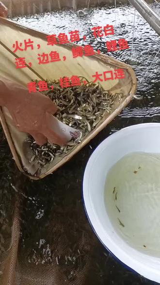 #欢迎新老客户的光临 #诚信经营质量第一 ,各样鱼苗天天,量大价优来电约起