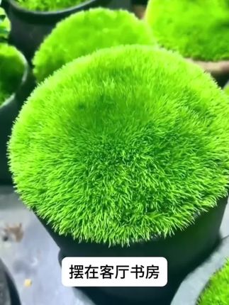 花盆鱼缸吸水石小院假山苔藓造景,比花还好看呢!#苔藓 #苔藓微景观 #苔藓微景 #植物造景微景观 #微景观