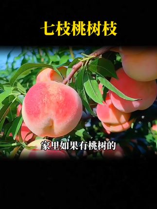 #国学文化#古人的智慧#桃树 YTBFG