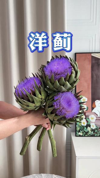 一起记录一下吧? 这玩意最近好多人喜欢?真的有这么好养吗?我今天给大家做一个全程记录,看看怎么个事情?#花与生活 #家居美学 #鲜切花 #洋蓟 #小众花材