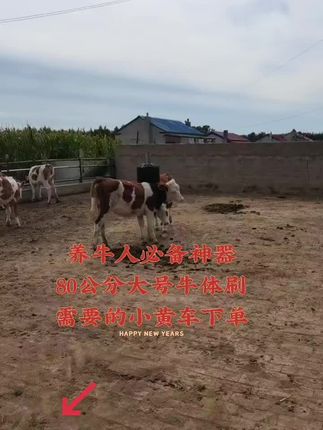 #养牛人必备神器牛体刷 #全国养牛人经验分享