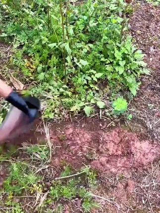 【锰钢加厚】锻打锄头加厚锰钢锄头锄头开荒翻土锄草除草锄头省力#十亿流量扶持计划 #锄头 #农业 #农村