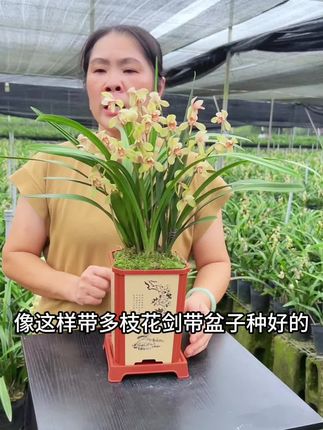 兰花一角,兰花开满枝 #兰花 #兰花种植 #花卉绿植 #养花人 #爱兰花爱生活