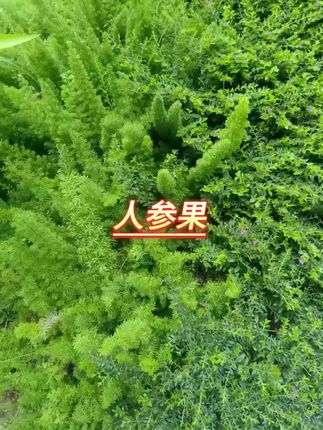 #人参果 #人参果怎么吃 #人参果你们喜欢吃么