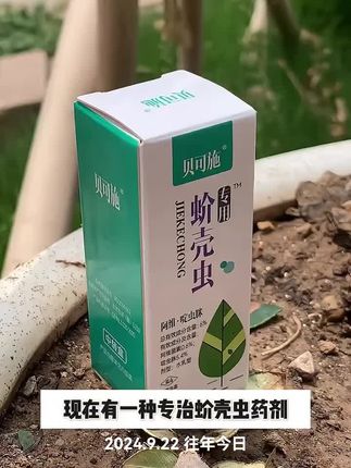 #蚧壳虫专用药#蚧壳虫专杀 #介壳虫防治