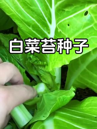 种点白菜苔吧,超好吃✅ #白菜苔种子 #超便宜超划算 #蔬菜种植 #我的乡村生活 #创作灵感