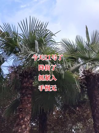 #上热搜 #助手抖音 #原创视频 #我要上热门抖音小助手 #七夕