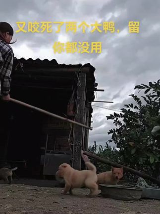 这条狼狗母不要了,有没有人想养?