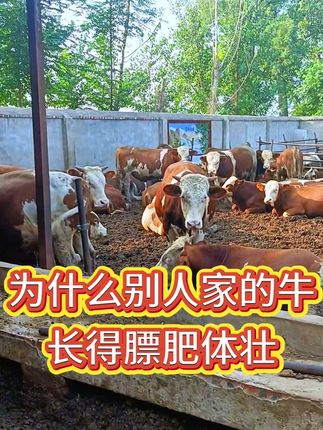 #养牛人 #育肥牛 #养牛 #科学养牛 #养殖
