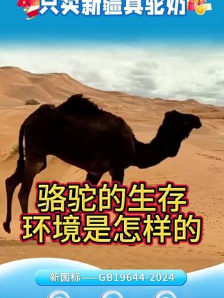 骆驼的生存环境是什么样的?#驼奶科普 #驼奶粉 #骆驼奶粉 #新疆驼奶粉#驼力臣