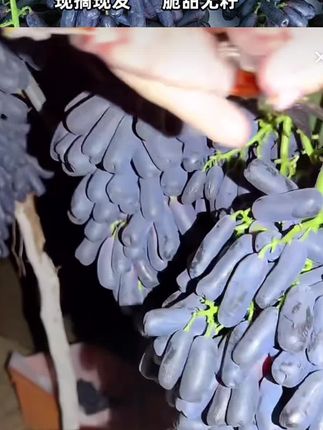 咔嚓脆!蓝宝石金手指葡萄,汁水丰盈超甜蜜。富含花青素#水果 #蓝宝石葡萄 #金手指葡萄 #葡萄 #脆甜多汁