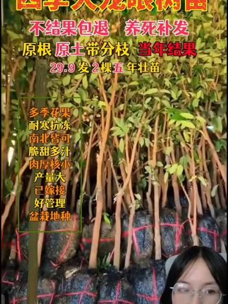 嫁接四季龙眼苗