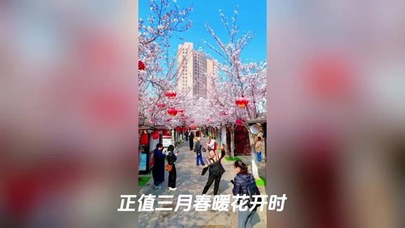 美出圈!徐州回龙窝樱花大道盛放,古街邂逅“粉色浪漫”