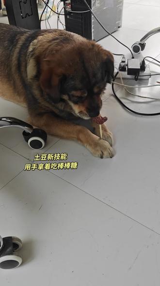 磨牙棒棒糖,小狗超爱吃#土豆你来接我啦 #狗狗磨牙棒推荐