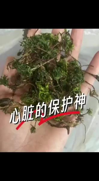 #大自然的馈赠 —心脏保护神,回心草。