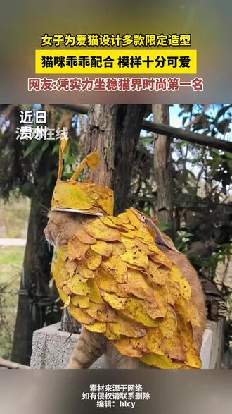 #女子为爱猫设计多款限定造型
猫咪乖乖配合 模样十分可爱
网友:凭实力坐稳猫界时尚第一名