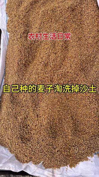 现在回到老家生活,最大的幸福就是吃得绝对健康、放心。
我们吃的都是自己种、自己产的粮食。
自家种的小麦,晒干储存好,
想吃面粉了,就拿出来淘洗干净,晾干再去磨面。
没有任何添加剂,没有增白剂,
蒸出来的馒头虽然有点黑,但吃着最安心。
城里买的面又白又好看,
可谁知道里面加了什么。
还是农村自己种、自己磨的面最实在。
玉米也是自己种的,
全程用酵素种植,不用农药、不用化肥,
一点残留都没有。
去年收的玉米冻起来,现在想吃就拿出来煮,
又香又甜,太满足了。
守着一亩三分地,吃着自己种的粮,
这才是真正的原生态、健康生活。
你们城里人,羡慕我们农村人不?😁 #农家生活 #自己种的吃着放心 #无添加面粉 #酵素种植 #农村生活