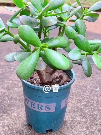 养一棵玉树棒棒糖老桩,每年都要修剪打顶,这样杆子才会更粗壮,叶子才会更茂盛 #种植小技巧 #爱生活爱养花#一起养花