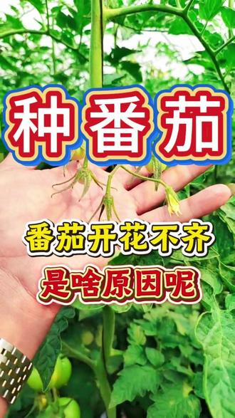 番茄开花不齐是啥原因呢#番茄种植技术 #大棚番茄种植 #番茄高产技术 #西红柿种植管理